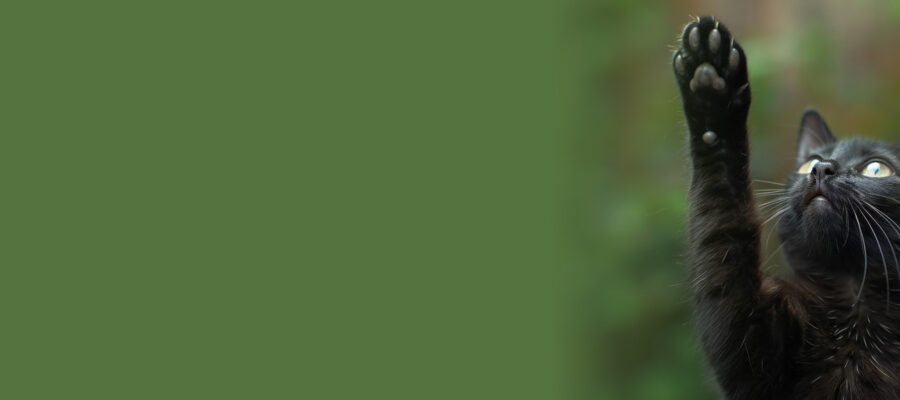 course thumbnail